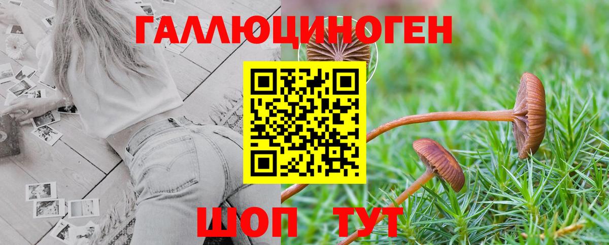 Псилоцибиновые грибы Psilocybine cubensis Калач-на-Дону